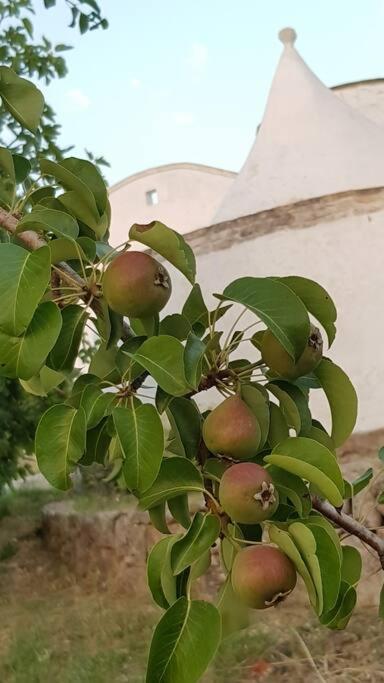 Podere Del Gelso Bianco, Vacation Rental אוסטוני מראה חיצוני תמונה