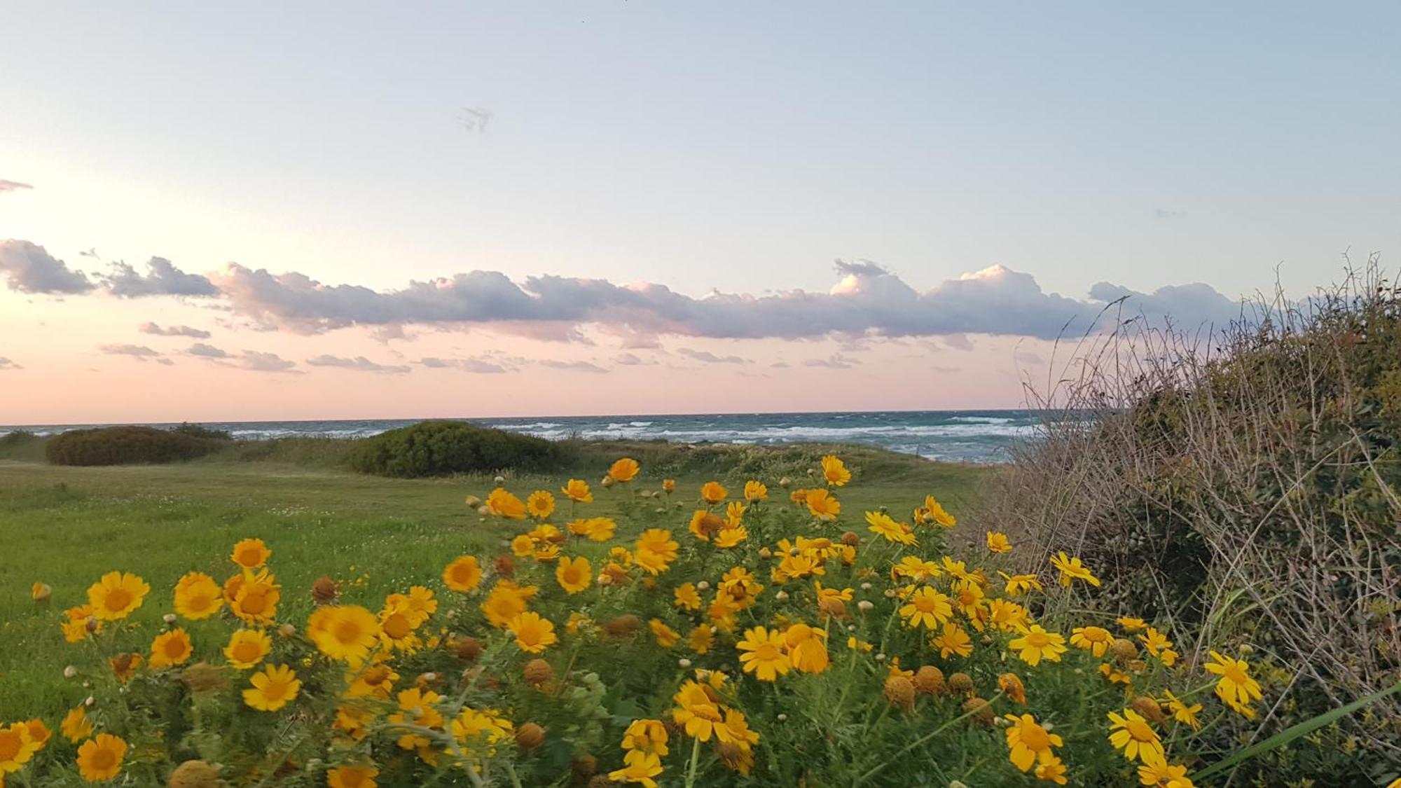 Podere Del Gelso Bianco, Vacation Rental אוסטוני מראה חיצוני תמונה