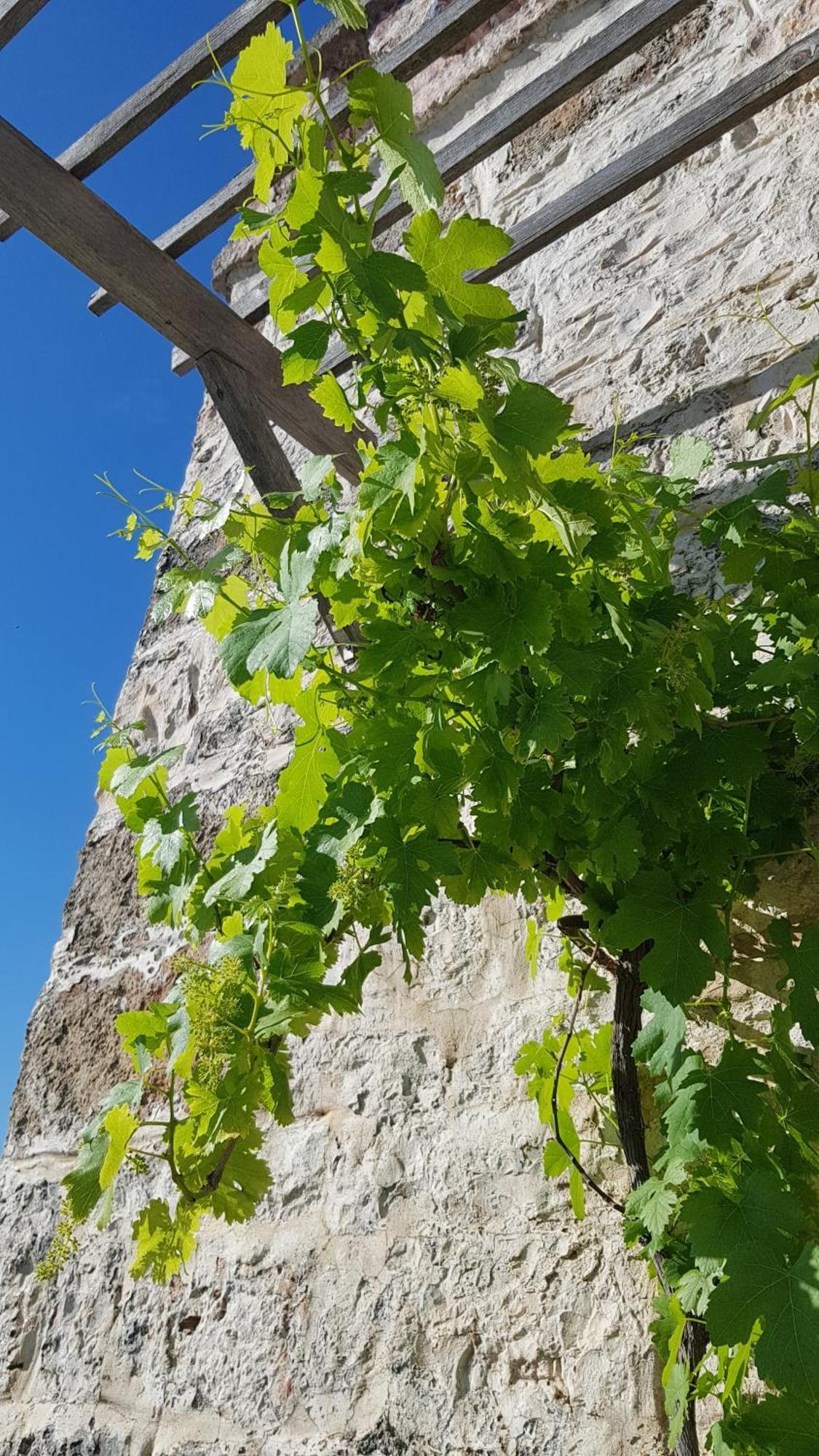 Podere Del Gelso Bianco, Vacation Rental אוסטוני מראה חיצוני תמונה
